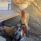 دجاج