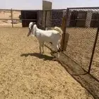 للبيع جفره