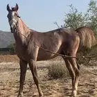 مهر للبيع