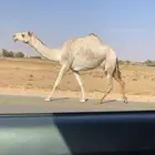 ضريبه حمرا كفو