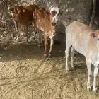 للبيع اثنين ثيران وبقره وحسيلتين