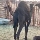 حاشي بكره كفو فل شحم