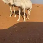 للبيع لقحتين كفوو
