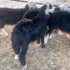 نجد العداد 6