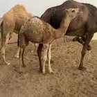خلفة صفراء