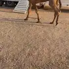 الفحل العلياني الاشعل المفوو