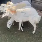 غنم رفيد