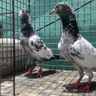 للبيع زوج سهران بوري بيور