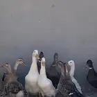 بط بكيني وشرشير بياض