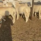طليان ورخال تضحي
