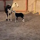 نعجة متبع برخل مشروطه ( تم البيع )