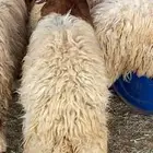 جذعان نعيم بلدي