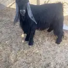 الخرمه