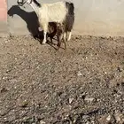عنز خلفه