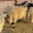 طليان نعيم جبر ناهي جذعان طلي خروف خرفان