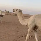 للبيع قعود رماني. ا