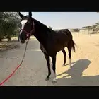 حصان انقليزي طيب جدا