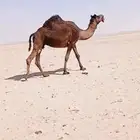 لقحه مجهم طيبه ع جميع الشروط.