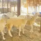 للبيع بهم حري 4 شهور عدد 8