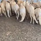 ضحايا سواكن مرابي