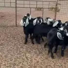 تيوس عوارض فاخرة ما شاء الله ذبايح متوفر تابي