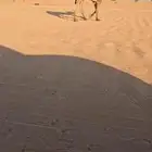 قعود كفوا سنه ثني