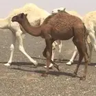 للبيع بكره عمرها 4 شهور