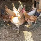 دجاج بلدي