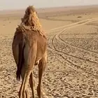 قعود