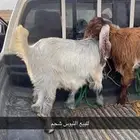 تيوس مخصاء