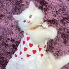 فندقه قطط بسعر رمزي واهتمام وتصوير يوميا ومكان واسع