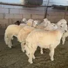 ذبايبح حري و سواكني طيبة