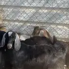 تيسين من حلالي واكله نضيف ومشروطه من جميع الأمراض