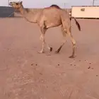 قعدان سن حق