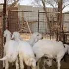 5 خرفان حري للبيع