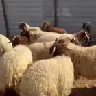 جذعان بلدي فاخر