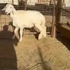 خروف حري تربية للبيع