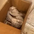 جوز كروان البينو بايد كوكتيل