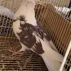 حمام قطايف