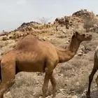 جمل ساحلي