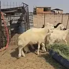 طليان نظيفة ع الشرط