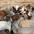 معزا جنوبيات دفيع للبيع