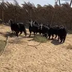 معزا دفيع