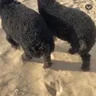 خروف و رخل العمر 3 شهور ونص سمان فل عرب