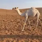 بكره وضحا هداجيه
