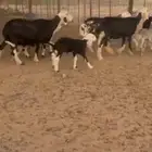 شياه نجد