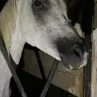 حصان شعبي شيخ