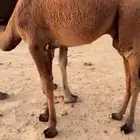 قعود اصفر للبيع