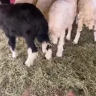 للبيع طليان و رخال سمان وطيبات