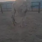 بكره للبيع